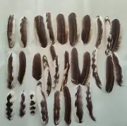 Feather WING Clippings Lot Spotted Speckled Natural Chicken Feathers, Crafting