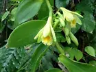 Vanilla CO2 Extract Vanilla planifolia 100% Pure Plant Extract Perfume Perfumery
