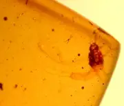 Super RARE Mayfly with Moth in Burmese Amber Fossil Gem Dinosaur Age