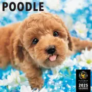 2025 Pictwan Dog Calendar Poodle L