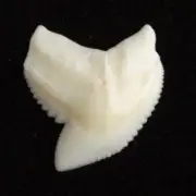 Tiger Shark Tooth ichthyology loose pic15