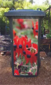 Sturt Pea wheelie bin sticker