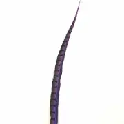 30" to 38" Lady Amherst Pheasant Side Tail Feather - Purple