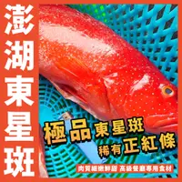 在飛比找蝦皮購物優惠-【鮮煮義美食街】澎湖野生東星斑(正紅條)／800~1000g