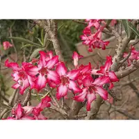 在飛比找蝦皮購物優惠-Adenium Somalense var somalens