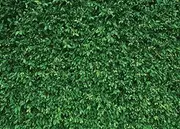 LYWYGG 8x6FT Green Leaves Photography Backdrops Mmicrofiber Nature Backdrop Birthday Background for Birthday Party Seamless Photo Booth Prop Backdrop CP-87-0806
