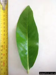 Black Sapote Mossman Fruit Trees (Diospyros digyna)