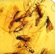 Detailed Swarm of Trichoptera (Caddisfly), Fossil inclusion in Burmese Amber