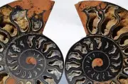 9629 RARE 1in100 BLACK Ammonite PAIR Deep Crystals 110myo FOSSIL LRG 130mm 5.2"