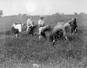 Boy Scout Old Photo - Boy Scouts picking flax at harvest time before stooking th