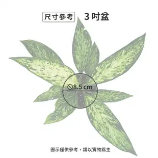 【Gardeners】寶玉粗肋草 3吋盆 -1入(室內植物/綠化植物/觀葉植物)