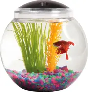 1-Gallon Globe Fish Tank with LED Lighting 7 Color Selections Impact-Resistant
