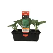 Punnet Mini Broccoli - Brassica oleracea