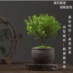 小葉赤楠/金門赤楠】四季常青桌面美觀 綠化環境 綠植盆栽 室內淨化空氣吸甲醛