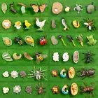 Chicken Dragonfly Life Cycle Figurine Model Simulation Animals Growth Cycle