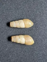 #1968 Pair of Rumina Decolilata 21mm-22mm land snail shells Mesa, Az. coll. 1957