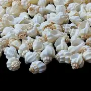 Cancellaria Sea Shells Natural Sea Shell approx.70 pcs 1/2 Pound