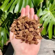 Organic Coconut Husk Chips Coco Fiber Anthurium Orchids Natural Growing Media