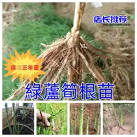 在飛比找蝦皮購物優惠-【真實三年綠蘆筍種苗】蘆筍根苗特大三年蘆筍種苗紫色蘆筍苗庭院