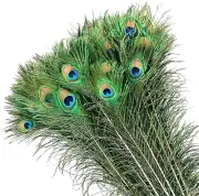50Pcs Peacock Feathers, Green Peacock Eye Feathers for DIY Crafts Art, Peacock T