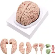 Human Brain, Size Human Brain Anatomy Model with Display Base, for Science I9C2