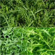 Rocket - Cultivated seeds