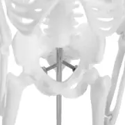 45cm Human Skeleton Model Movable Limbs Anatomical Teaching Learning DP3