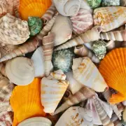 50+ Assorted Seashells Collection Diy Crafting Mixed Colorful Sea Shells Bulk