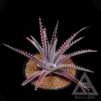 在飛比找蝦皮購物優惠-｜亞利桑那沙漠鳳梨｜Dyckia Arizona｜