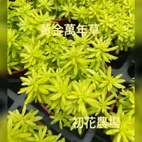 在飛比找蝦皮購物優惠-初花農場|黃金萬年草|黃金松葉景天|黃金佛甲草|多肉植物|3