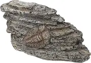 MUCKLILY Paleontological Resin Trilobite Specimen Decorative Trilobite Ornament for Teaching Collection Compact Portable for Home Present Use