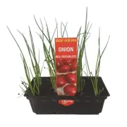 Punnet Onion Red Odourless - Grow Your Own Range