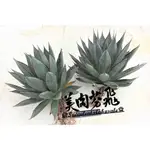 ♕SUCCULENTXLABXSALE♕龍舌蘭 AGAVE BLUE GLOW 藍光特選