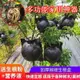 植物高壓盒果樹花木多功能扦插嫁接家用繁殖盒高空壓條生根球工具