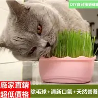 在飛比找蝦皮購物優惠-貓草種籽貓薄荷種子植組 DIY 貓草 小麥 大麥 小麥種子 