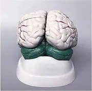 CHROX PVC Body Model, Human Anatomical Brain Model, Human Brain Anatomy Model, Brain Stem, Anatomy Model, Human Organ, Anatomical Model