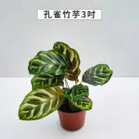 在飛比找momo購物網優惠-【Gardeners】孔雀竹芋 3吋盆 -1入(室內植物/綠