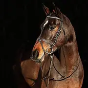 Horze Weston Snaffle Bridle