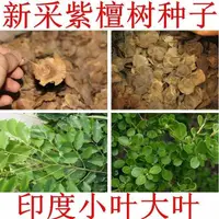 在飛比找蝦皮購物優惠-現貨、種子 小葉紫檀種子 羽葉檀 青龍木 黃柏木 檀香樹種子