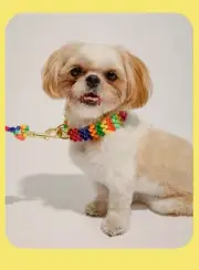 Susan Alexandra Beaded Dog Collar Size Medium Quirky Cute