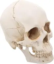 Healvian 1：1 Human Skull Model Realistic Skeleton Bones 7.47 Inch Detachable Medical Skull Model for Scientific Education Anatomical Teaching Tool