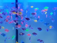 在飛比找Yahoo!奇摩拍賣優惠-~新鮮魚水族館~實體店面 螢光魚 金磚 綠磚 紫磚 紅磚 藍