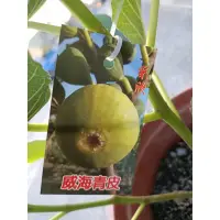 在飛比找蝦皮購物優惠-李樹苗 威海青皮無花果一棵300