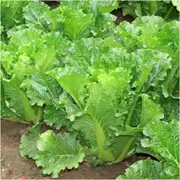 Chinese Cabbage - Michihili seeds