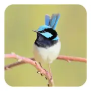Superb Fairy-Wren Drink Coaster (with cork backing) photographed in Tasmania
