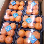 【緁迪水果JDFRUIT】【 日本空運】日本長崎西海溫室蜜柑 無籽溫室蜜柑-PE盒 (約350G~400G/盒) 原封箱20盒裝