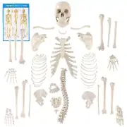 Houseables Disarticulated Human Skeleton, Full Unassembled Anatomical Model, Lif