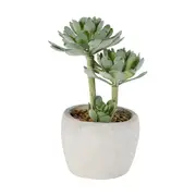 Artificial Succulents in Pot