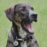 Smart QR ID Tag For Dogs&Cats by Animal Rescue Get Pet GPS Location Once Scanned