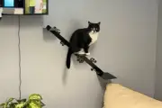 NinjaCat Climbing 3 step Ladder (Shelving)